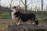 CORGI PEMBROKE 1431